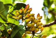 Il Pistacchio verde di Bronte, un'eccellenza tutta siciliana