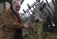 Melaverde: Dalla Piemontese alla Chianina sei razze bovine da carne