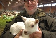Edoardo Raspelli per Le Storie di Melaverde ritorna in Galles tra agnelli e pecore allo stato brado