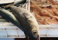 Napoli Animal Save: al mercato ittico di Pozzuoli per gli animali acquatici