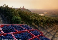 Da grande voglio fare il Narratore del vino